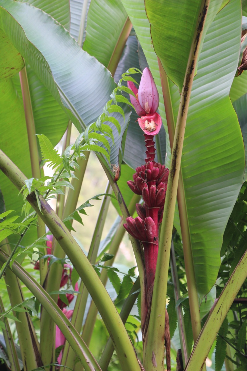 Banana blossom "fish" and chips